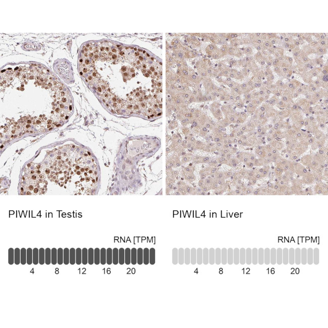 PIWIL4 Antibody