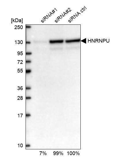 hnRNP U Antibody