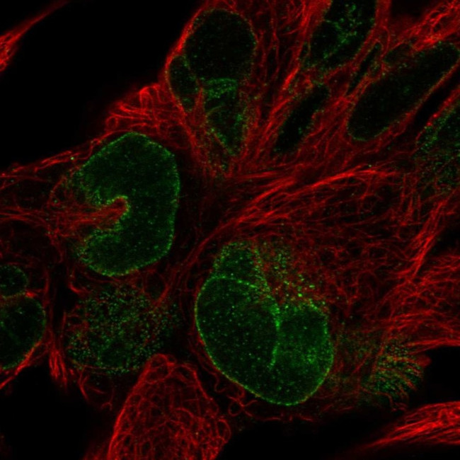 NUP133 Antibody in Immunocytochemistry (ICC/IF)