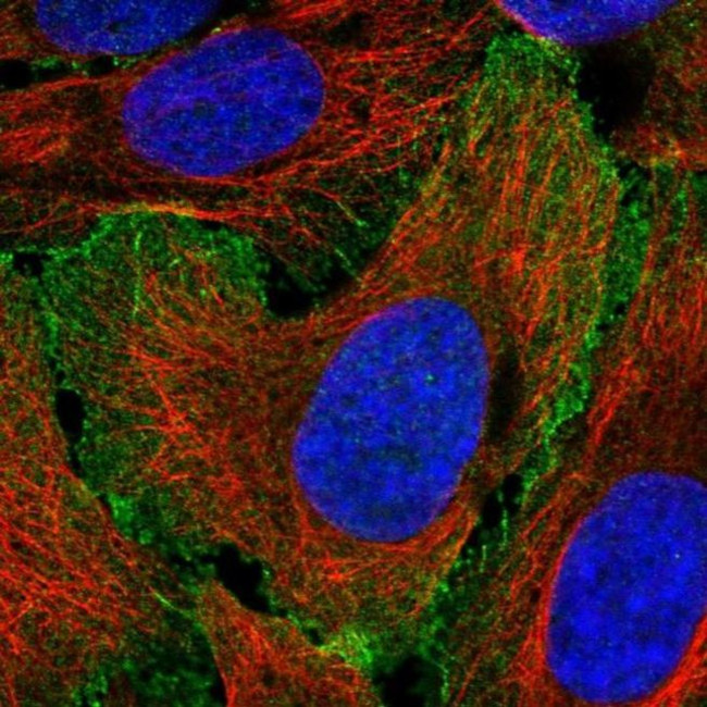 MYO1B Antibody in Immunocytochemistry (ICC/IF)