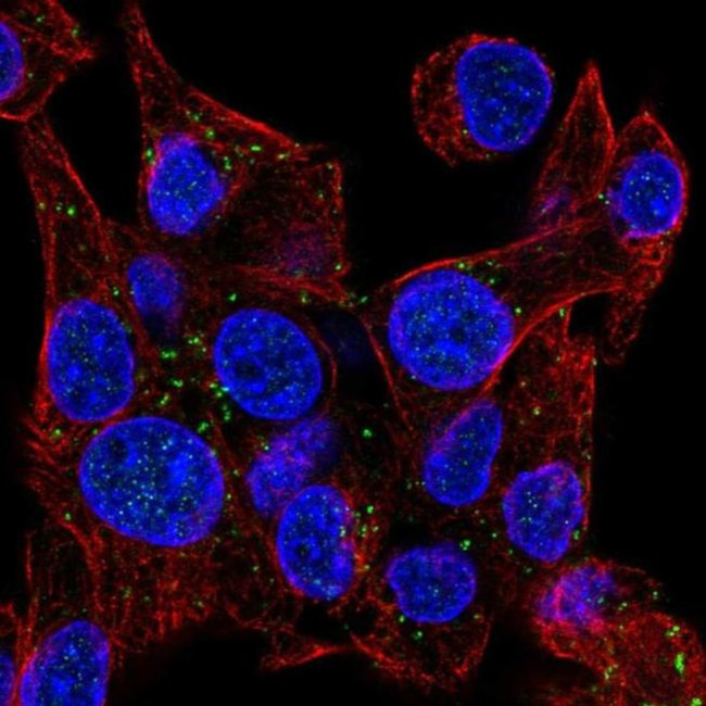 NRSN1 Antibody in Immunocytochemistry (ICC/IF)