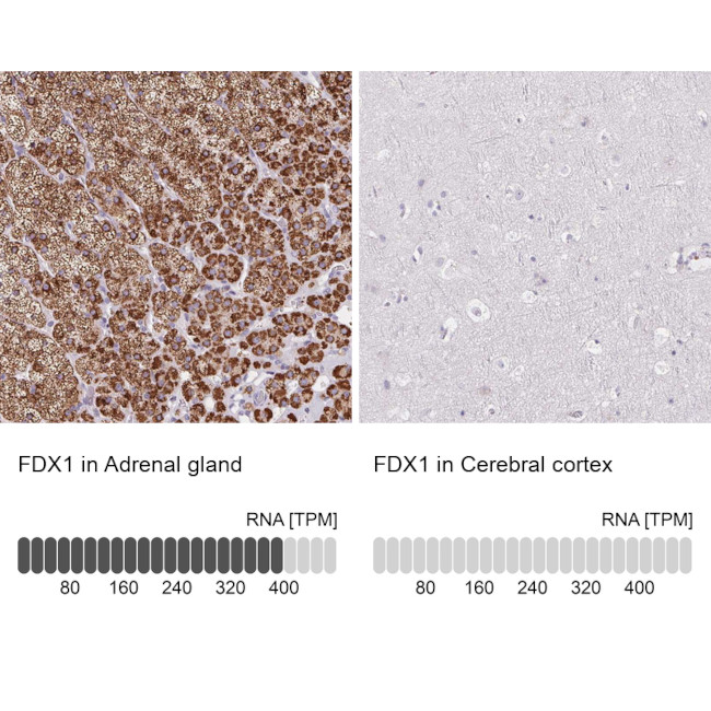 FDX1 Antibody