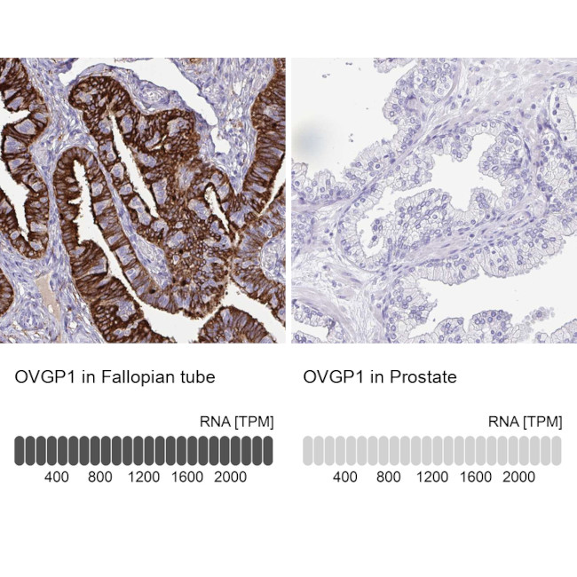 OVGP1 Antibody