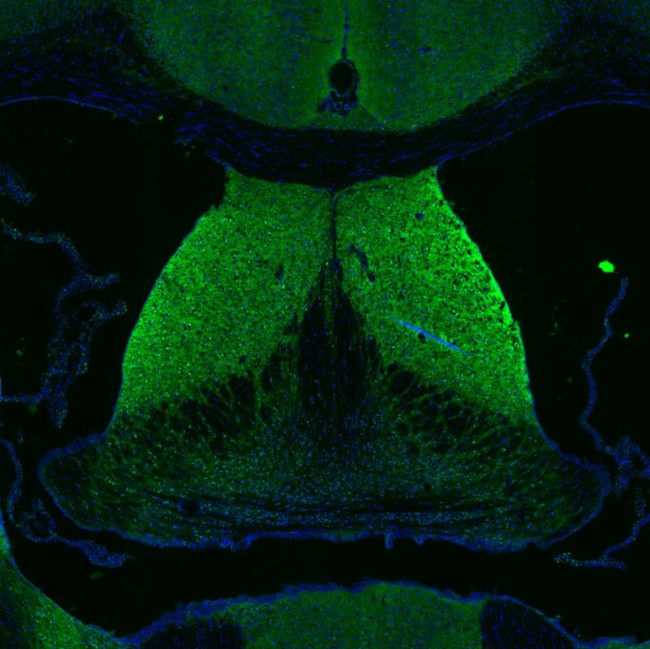 DAGLA Antibody in Immunohistochemistry (Paraffin) (IHC (P))