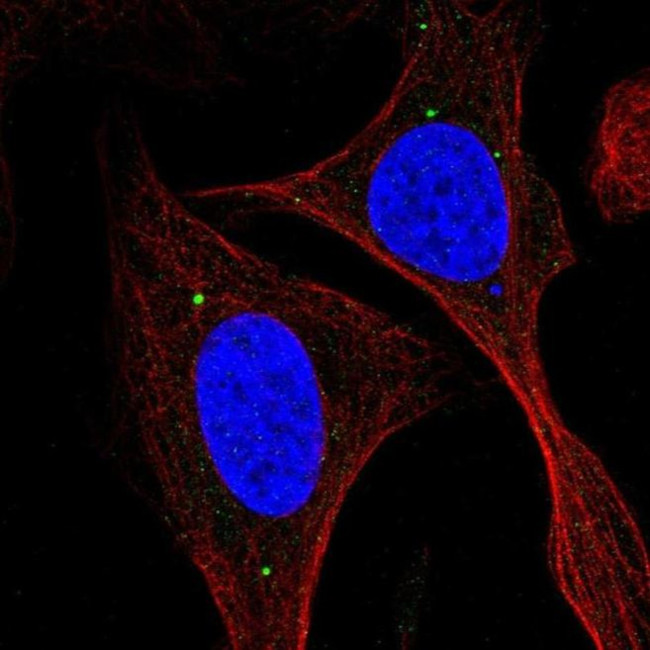 KIAA0895L Antibody in Immunocytochemistry (ICC/IF)