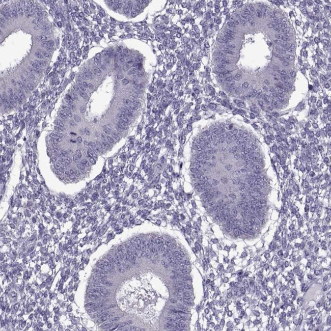 EP400NL Antibody in Immunohistochemistry (IHC)