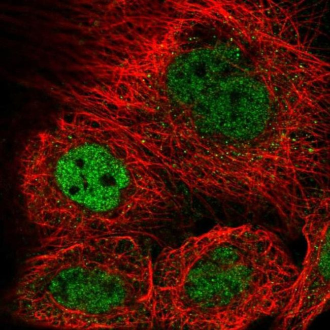 KIAA1310 Antibody in Immunocytochemistry (ICC/IF)