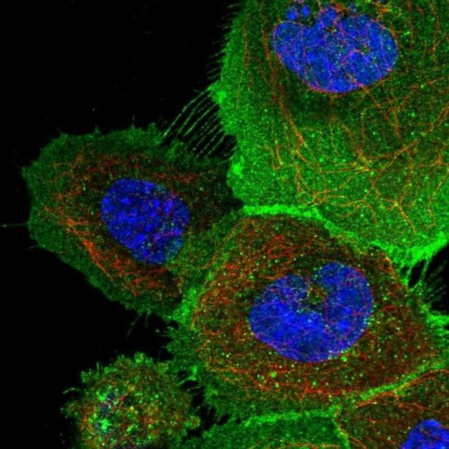 XRCC6BP1 Antibody in Immunocytochemistry (ICC/IF)