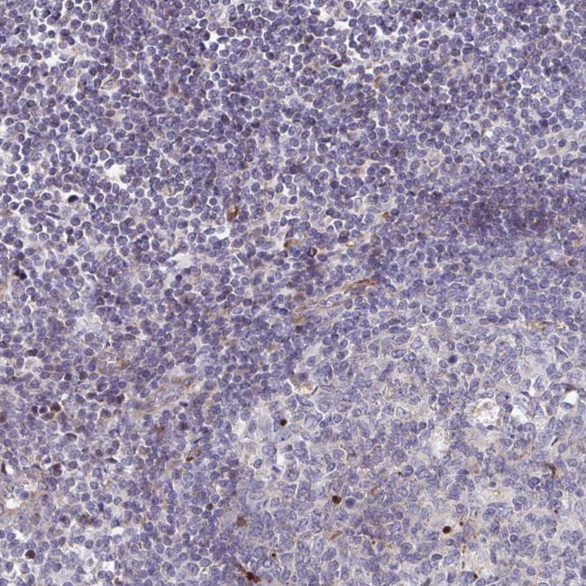 FAHD1 Antibody in Immunohistochemistry (IHC)