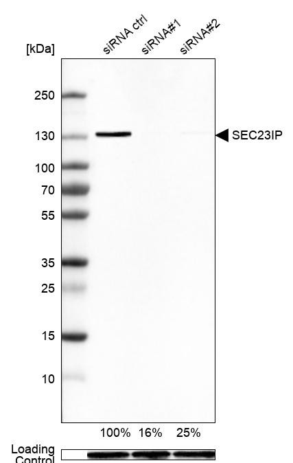 SEC23IP Antibody