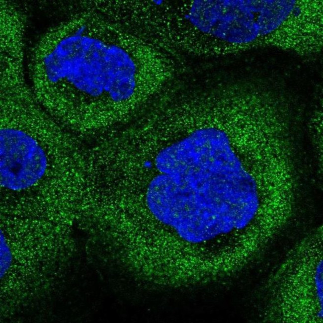 COLQ Antibody in Immunocytochemistry (ICC/IF)