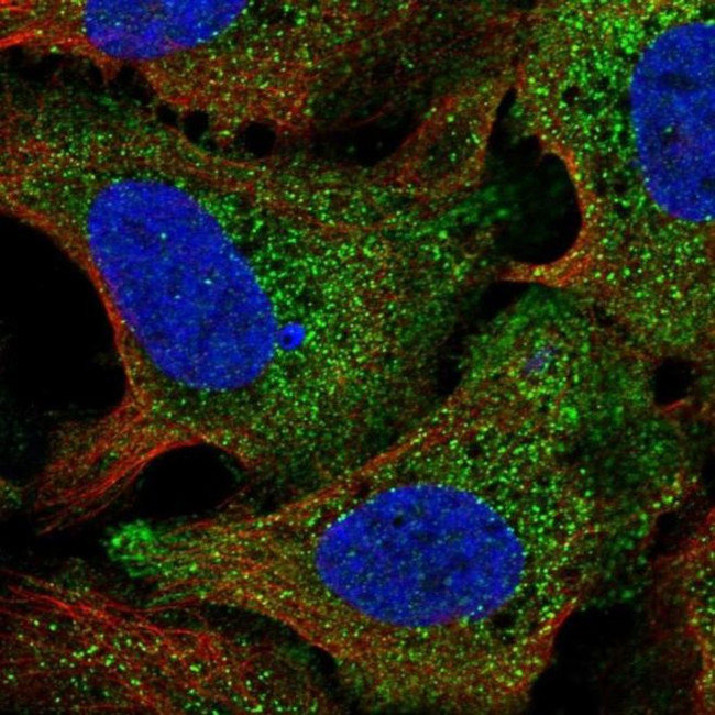 STIL Antibody in Immunocytochemistry (ICC/IF)