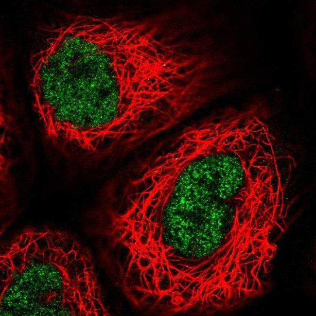 USF2 Antibody in Immunocytochemistry (ICC/IF)