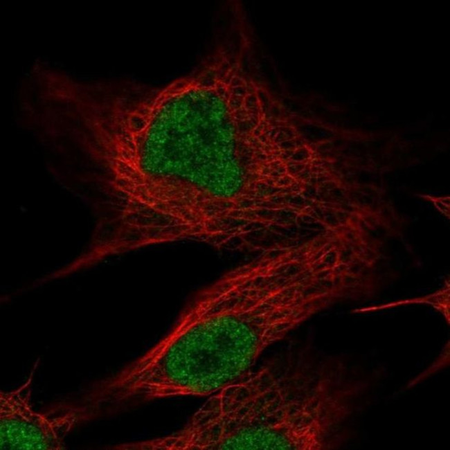 OLFM2 Antibody in Immunocytochemistry (ICC/IF)