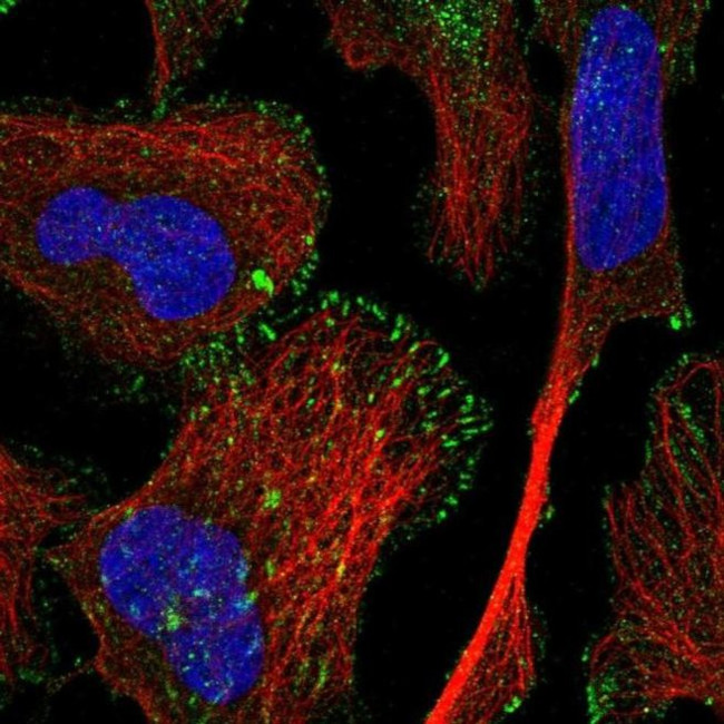 TRIM62 Antibody in Immunocytochemistry (ICC/IF)