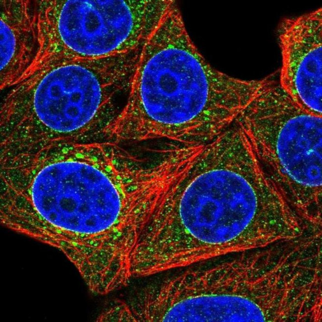 Torsin 1A Antibody in Immunocytochemistry (ICC/IF)