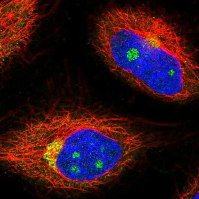 NCOA4 Antibody in Immunocytochemistry (ICC/IF)