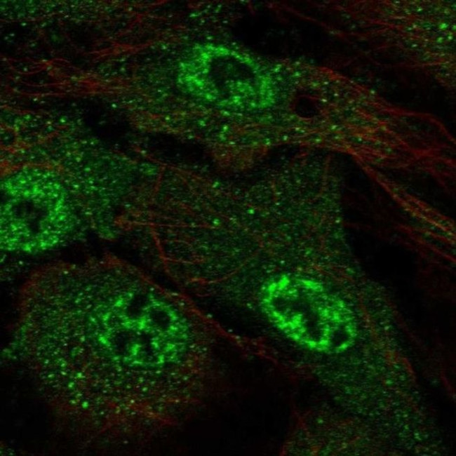 ARMCX4 Antibody in Immunocytochemistry (ICC/IF)