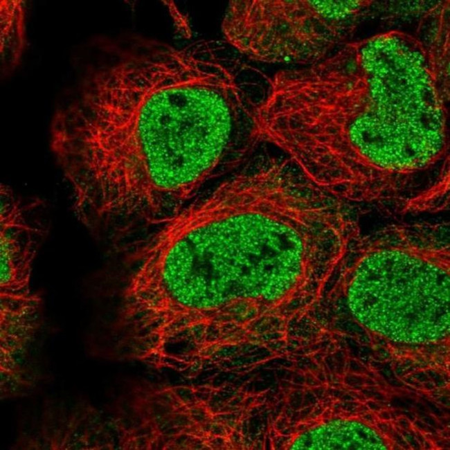 TMEM98 Antibody in Immunocytochemistry (ICC/IF)