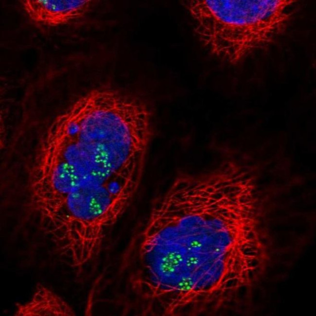 TRIM27 Antibody in Immunocytochemistry (ICC/IF)