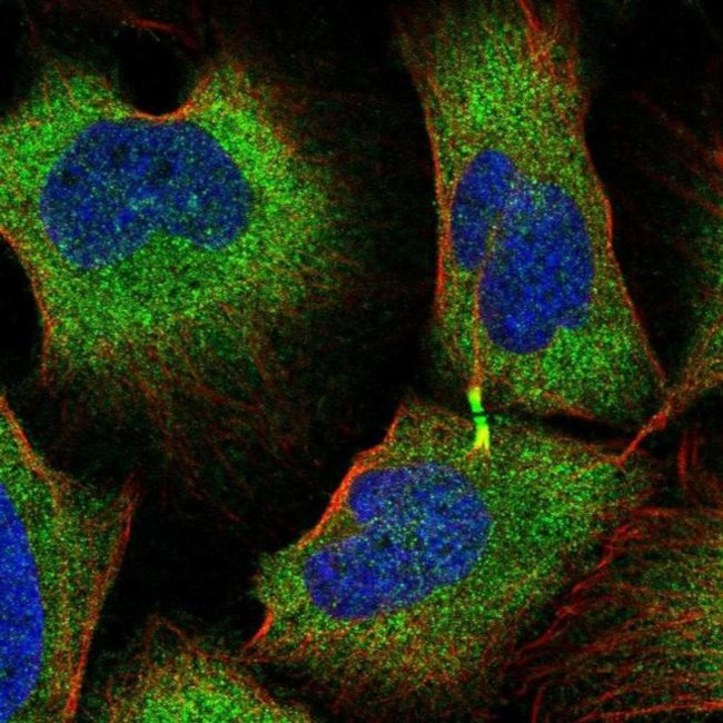 TRIM45 Antibody in Immunocytochemistry (ICC/IF)