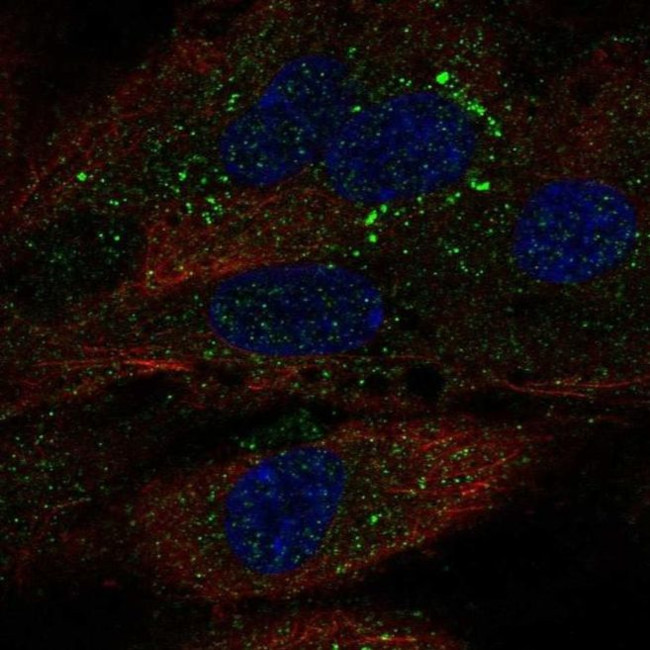 TDRD10 Antibody in Immunocytochemistry (ICC/IF)