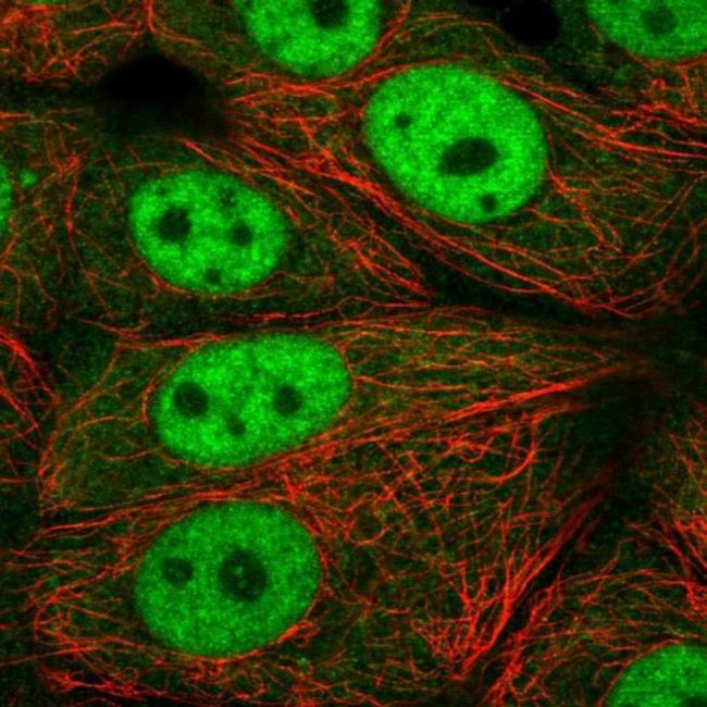 XPOT Antibody in Immunocytochemistry (ICC/IF)