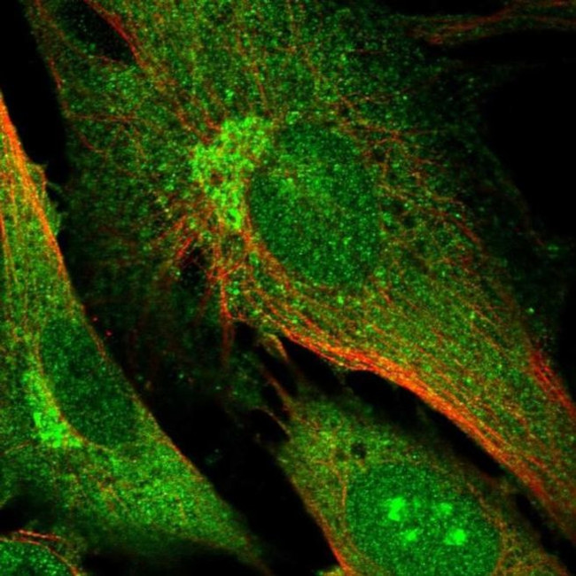 DNMBP Antibody in Immunocytochemistry (ICC/IF)