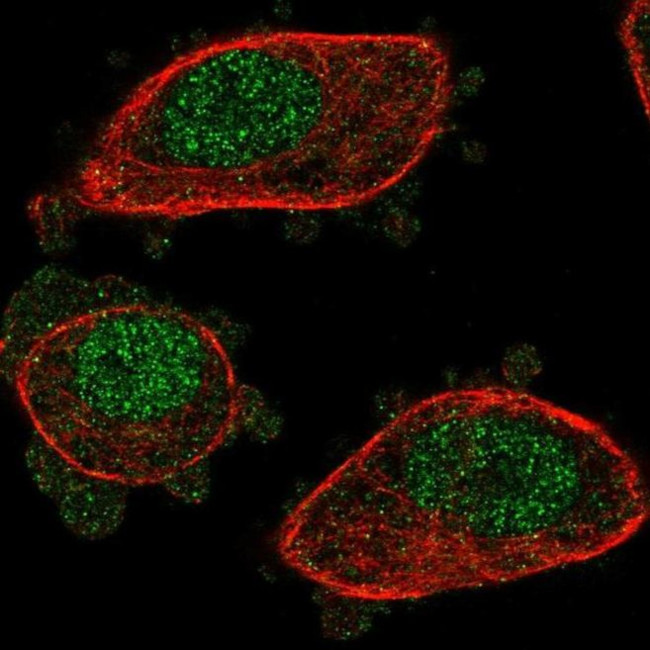 NUDT2 Antibody in Immunocytochemistry (ICC/IF)