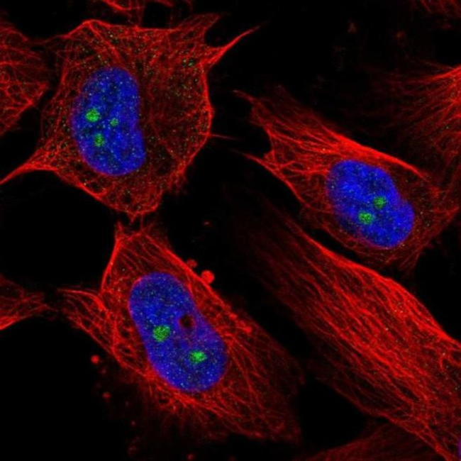 RBM19 Antibody in Immunocytochemistry (ICC/IF)