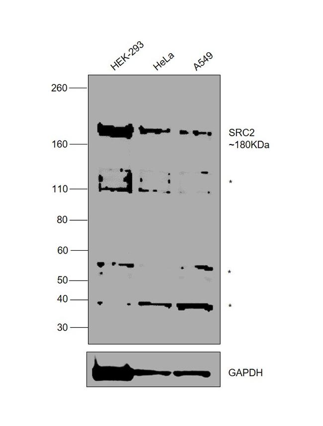 SRC2 Antibody in Western Blot (WB)