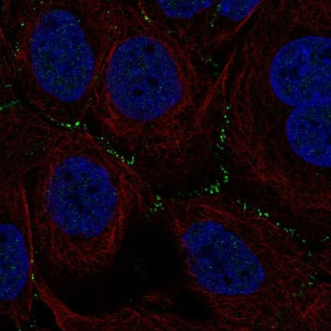 TSSK4 Antibody in Immunocytochemistry (ICC/IF)