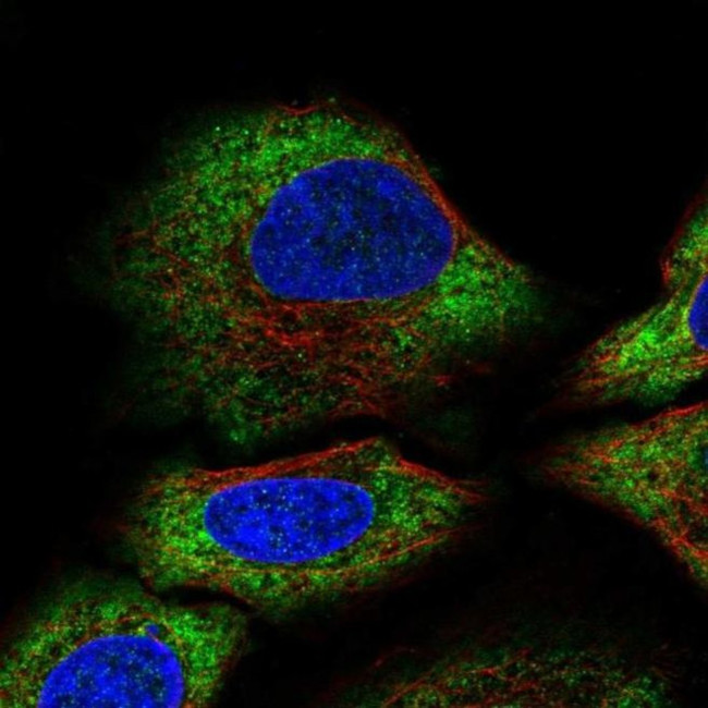 ALG10 Antibody in Immunocytochemistry (ICC/IF)