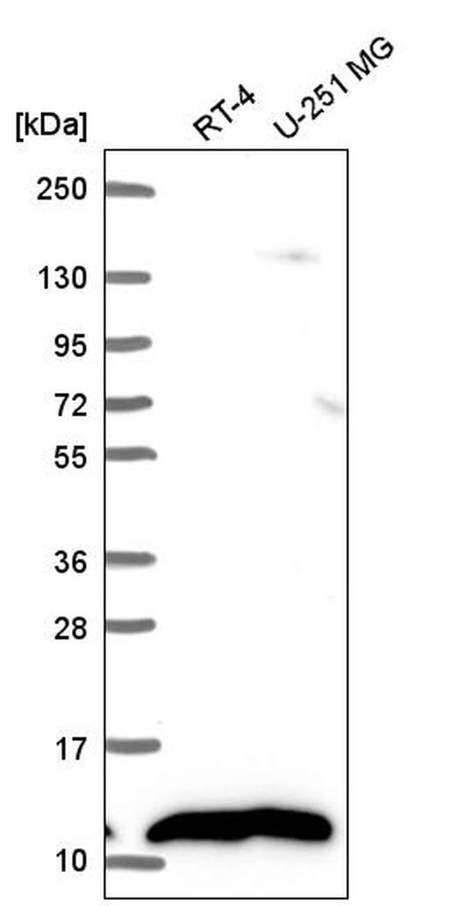 NDUFB1 Antibody in Western Blot (WB)