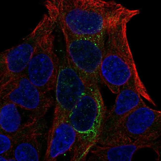 GCKR Antibody in Immunocytochemistry (ICC/IF)