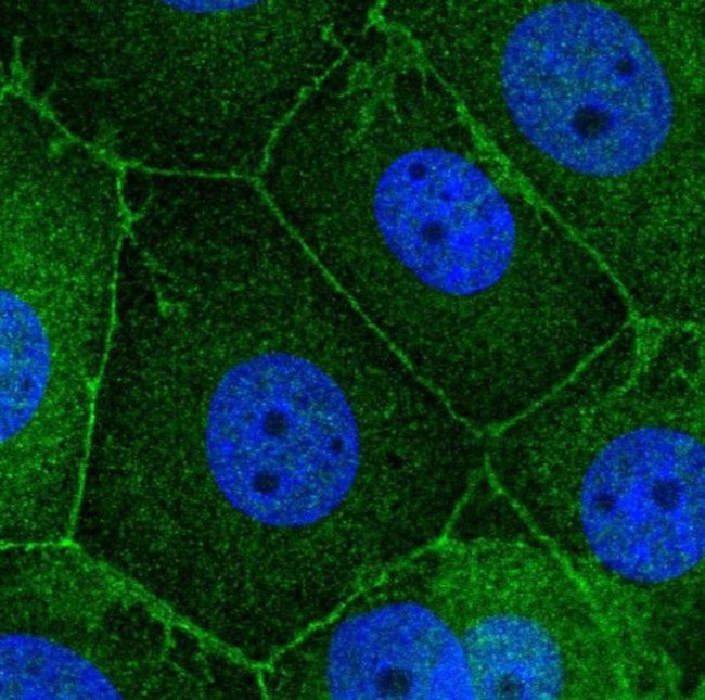 SCRIB Antibody in Immunocytochemistry (ICC/IF)