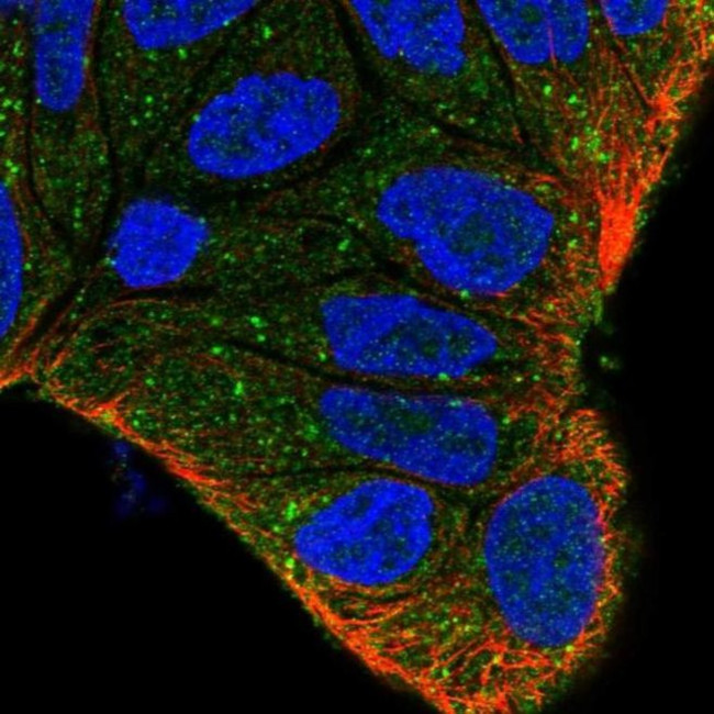 ZFYVE9 Antibody in Immunocytochemistry (ICC/IF)