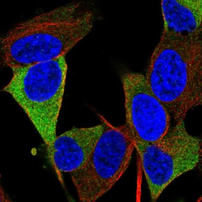 RTL1 Antibody in Immunocytochemistry (ICC/IF)