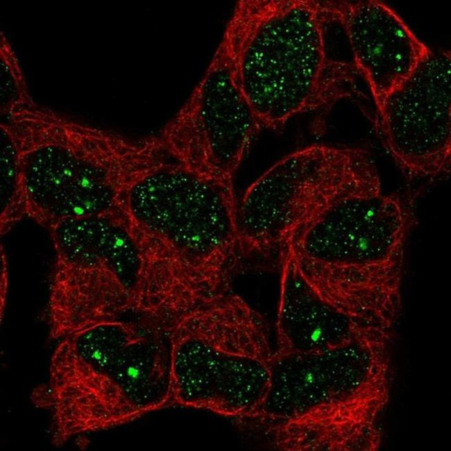 BAZ1B Antibody in Immunocytochemistry (ICC/IF)