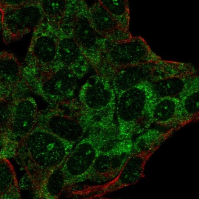 C20orf194 Antibody in Immunocytochemistry (ICC/IF)