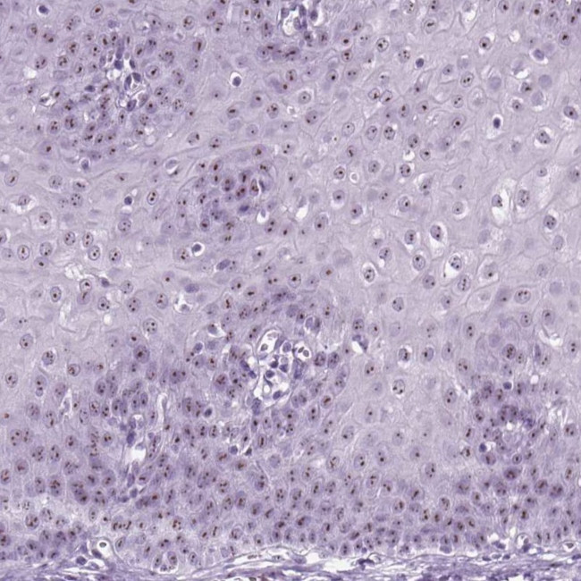 ZNF865 Antibody in Immunohistochemistry (IHC)