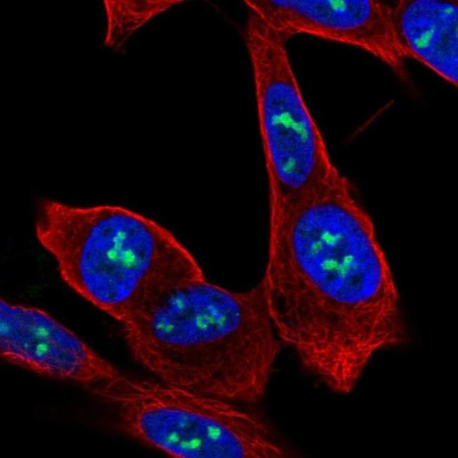 ZNF865 Antibody in Immunocytochemistry (ICC/IF)