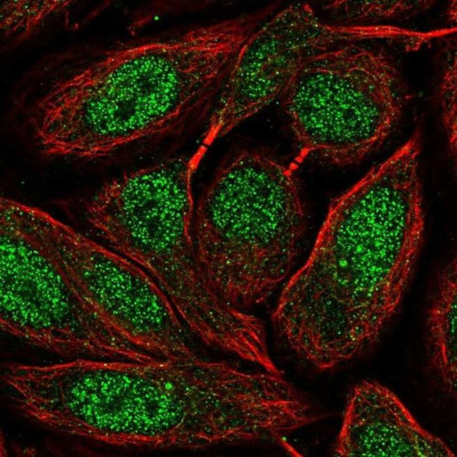 ZNF630 Antibody in Immunocytochemistry (ICC/IF)