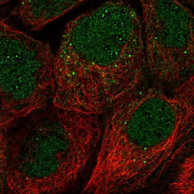 FAM110A Antibody in Immunocytochemistry (ICC/IF)