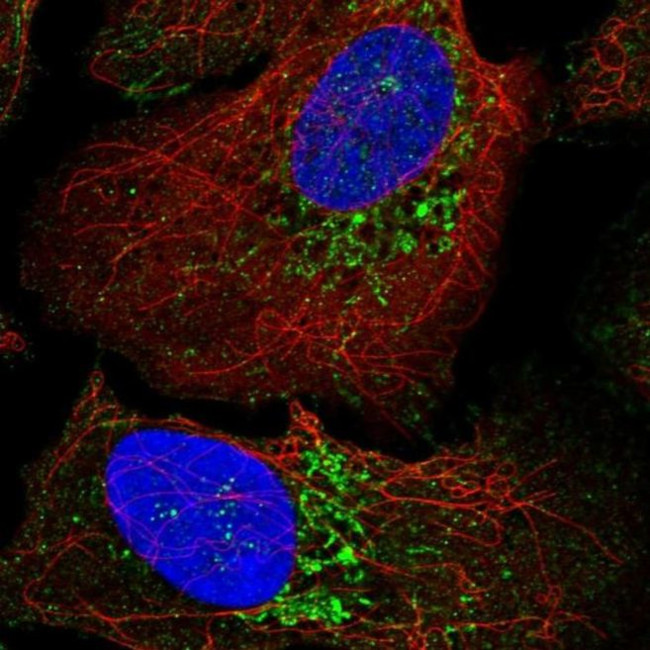 WARS2 Antibody in Immunocytochemistry (ICC/IF)