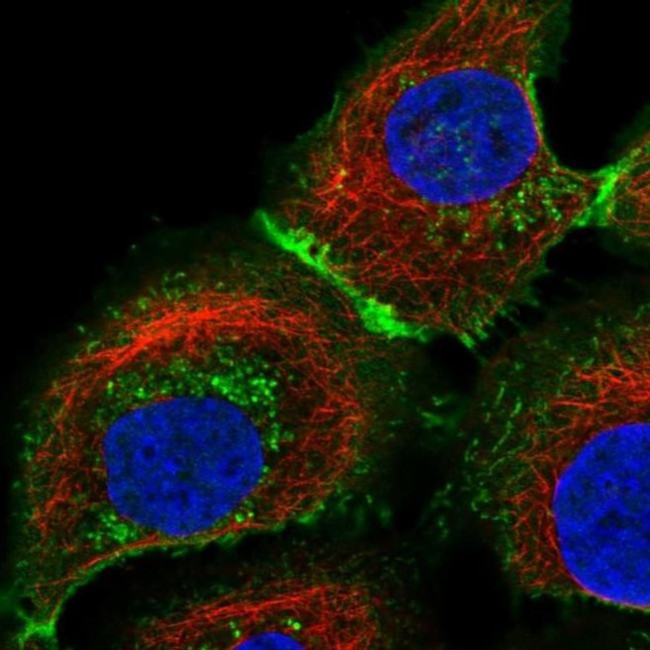 MCT1 Antibody in Immunocytochemistry (ICC/IF)