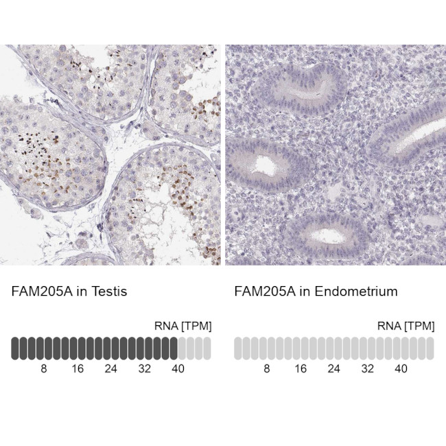 FAM205A Antibody