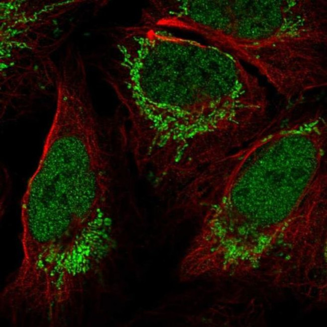 FOXB1 Antibody in Immunocytochemistry (ICC/IF)