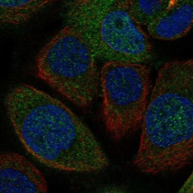 FAM76A Antibody in Immunocytochemistry (ICC/IF)