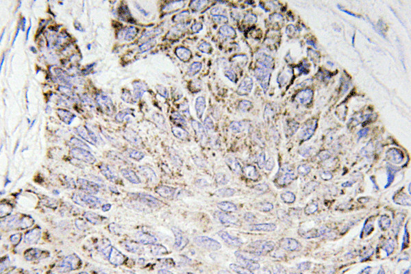 Caspase 7 Antibody in Immunohistochemistry (Paraffin) (IHC (P))